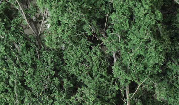 785-1130 WS Fine-Leaf Foliage - Dark Green