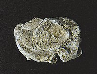 785-1237 WS Rock Mold - Wind Rock