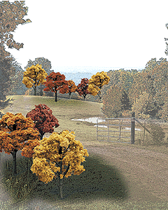 785-1576 WS Deciduous Trees - Fall 2 to 3"