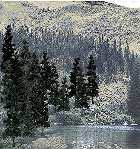 785-1581 WS Trees - Conifer 4 to 6"