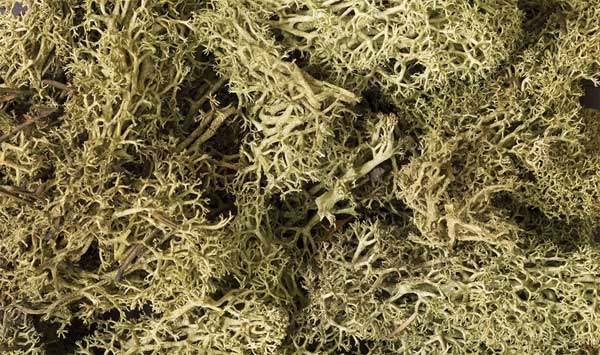 785-161 WS Lichen - Spring Green