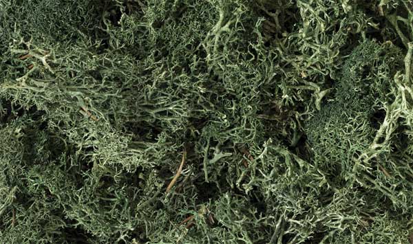 785-164 WS Lichen - Dark Green