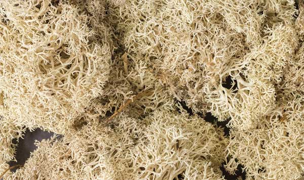 785-166 WS Lichen - Natural Color