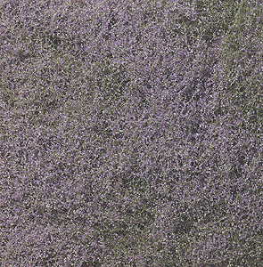 785-177 WS Flowering Foliage Purple