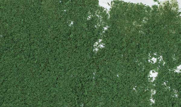 785-53 WS Foliage - Dark Green