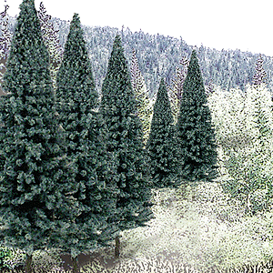 785-1587 WS Trees - 2-4" Blue Spruce