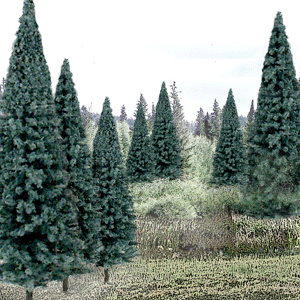 785-1588 WS Trees - 4-6" Blue Spruce