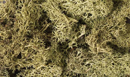 785-161 WS Lichen - Spring Green