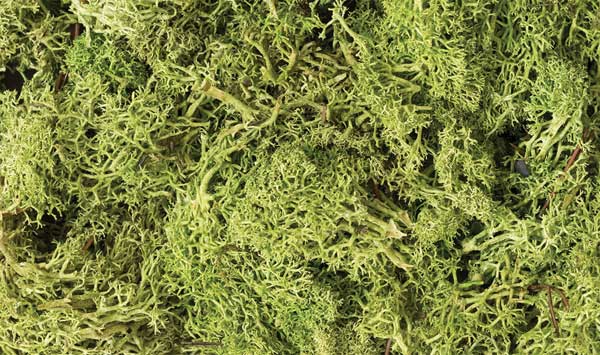 785-162 WS Lichen - Light Green