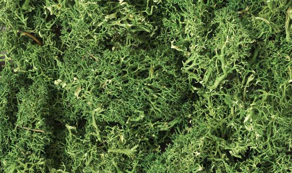 785-163 WS Lichen - Medium Green