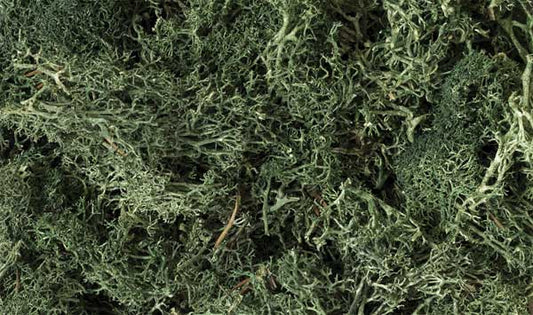 785-164 WS Lichen - Dark Green