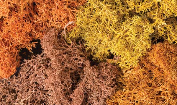 785-165 WS Lichen - Autumn Mix