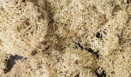 785-166 WS Lichen - Natural Color