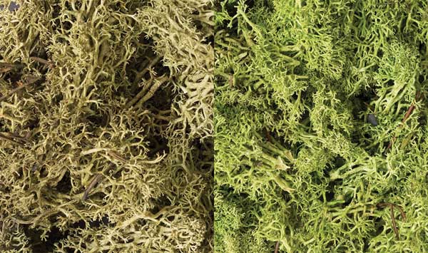 785-167 WS Lichen - Light Green Mix