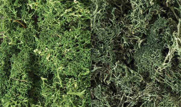 785-168 WS Lichen - Dark Green Mix