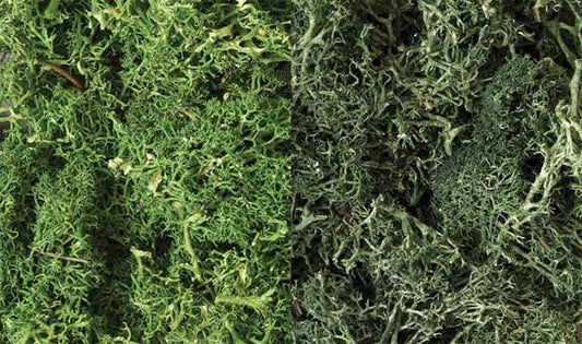 785-168 WS Lichen - Dark Green Mix