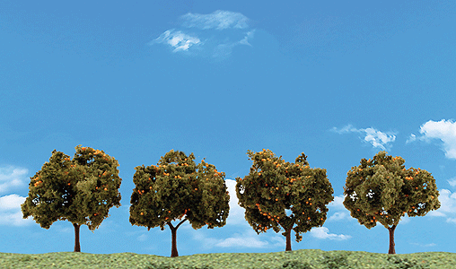 785-3592 WS Orange Trees - 2 to 3"