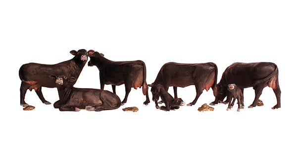 785-1955 WS HO Black Angus Cows