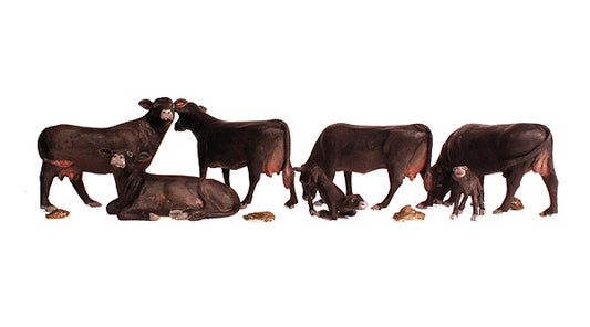 785-1955 WS HO Black Angus Cows