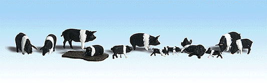 785-1864 WS HO Hampshire Pigs